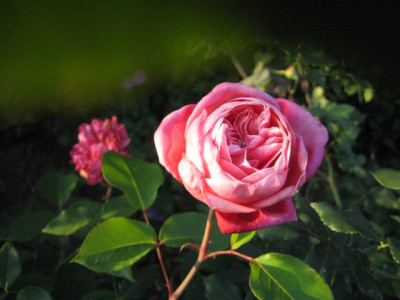 IMG_4885_Small.JPG
