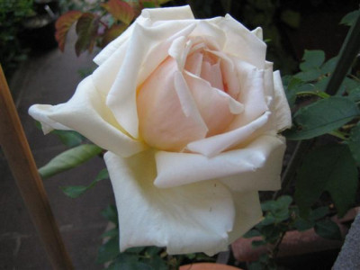 IMG_4889_Small.JPG