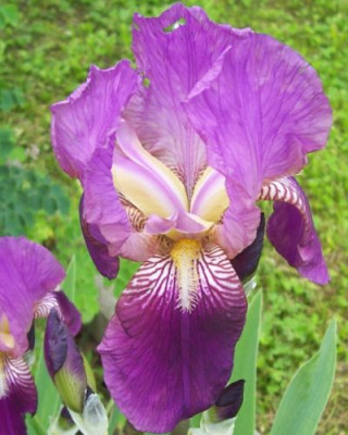 000_3768_violette_Himmelmann.jpg