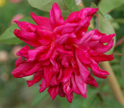Dr_Rouges_T_0010__47441.jpg
