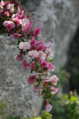 DSC_2463rosenginster.jpg