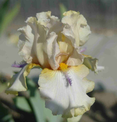 A9298a.JPG