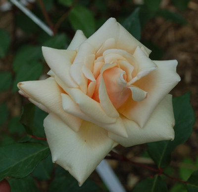 Safrano_T_0010__47439.jpg