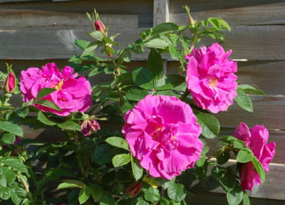 Rose_a_Parfum_de_lHay_0010__47387.jpg