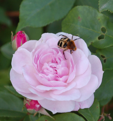 Multiflore_de_Vaumarcus_0010__47326.jpg