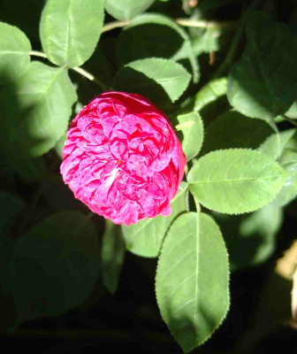 A9293a.JPG