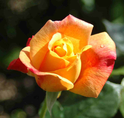 A9308a.JPG