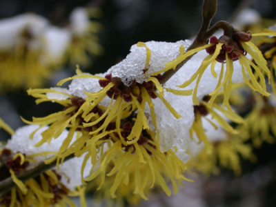 Hamamelis-im-Schnee.jpg