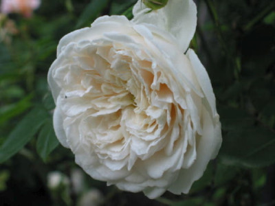 Colonial_White_Mai_09.jpg
