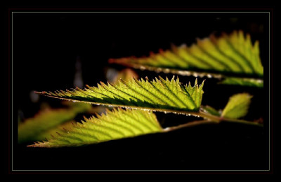 aruncus_sylvaticus_against_the_sun.jpg