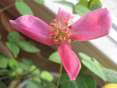 Propeller_Rose__klein_IMG_1767.jpg
