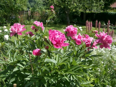 IMGP7681.JPG