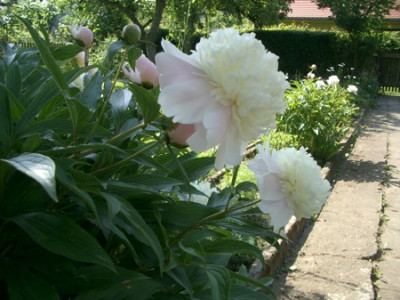IMGP7676.JPG