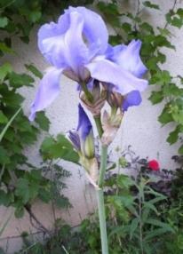 DSCF4115.jpg