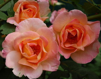DSC_0020_Dr._Eckener.jpg