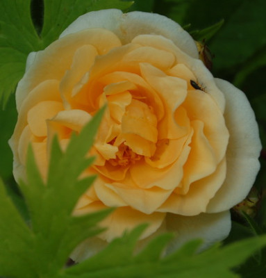 DSC_0032_Danae.jpg