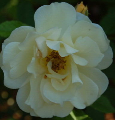 DSC_0060_Danae_1_Tag_spater.jpg