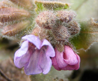 pulmonaria_officinalis_the_first.jpg