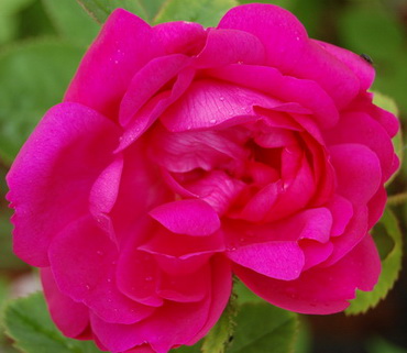 DSC_0024_Eugenie.jpg