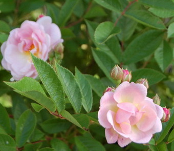 DSC_0043_Arndt.jpg