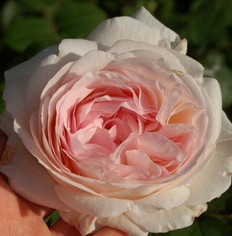 DSC_0047_St._Swithun.jpg