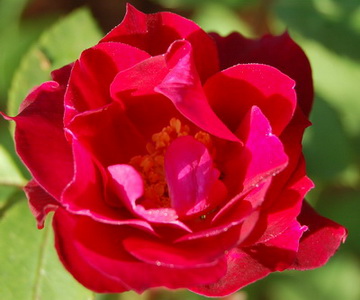 DSC_0049_Cardinal_Hume.jpg