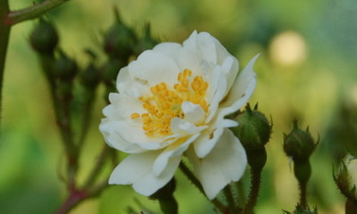 DSC_0058_Guirlande.jpg