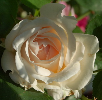 DSC_0046_Sebastian_Kneipp.jpg