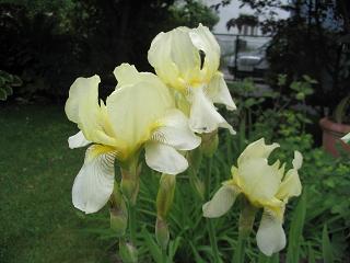 Iris.JPG