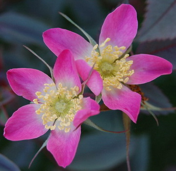 DSC_0066_Rosa_glauca.jpg