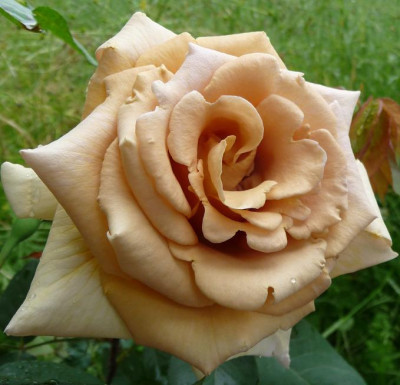 Jactan_05_09_05.JPG