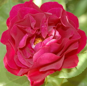 DSC_0053_Souvenir_Jamain.jpg