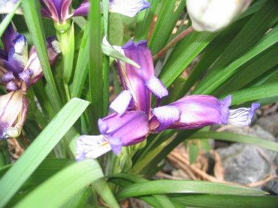 Iris_graminea.JPG