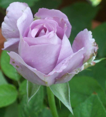 Rosenmalerin_Sigrid_k101_2929.jpg