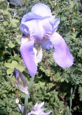 Iris_pallida.jpg