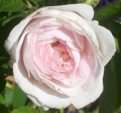 Duchesse_de_Montebello_k101_2838.jpg