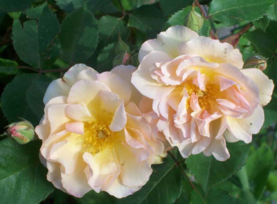 Penelope_k101_2883.jpg