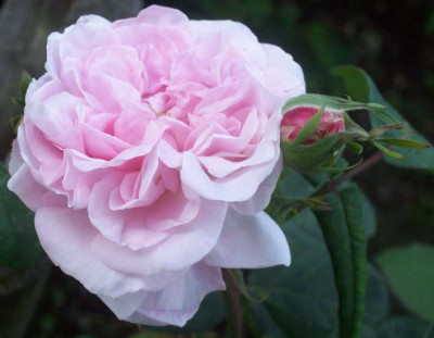 Fantin_Latour_k101_2901.jpg