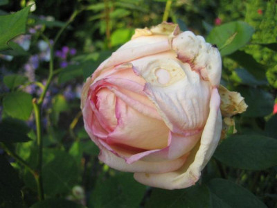 IMG_4849_Small.JPG