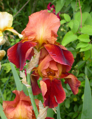 Unbekannte__braunrote__Iris_26.5.09.jpg