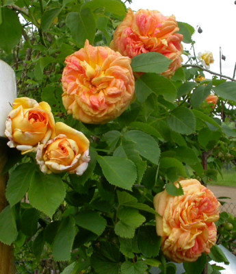 Alchymist_26.5.09.jpg