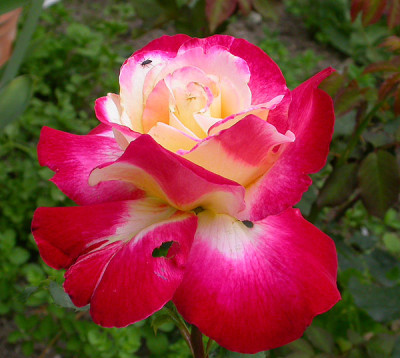 Double_Delight_26.5.09.jpg