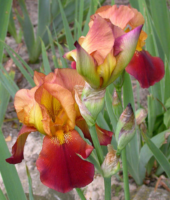 Unbekannte__kleine__Braune_von_Andrea_26.5.09.jpg
