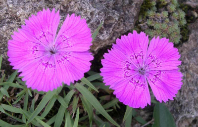 Dianthus_callizonus_2009-05-25.JPG