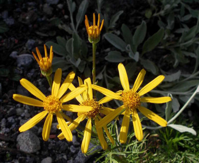 Senecio_abrontanifolius_ssp._tirolensis_2009-05-25.JPG