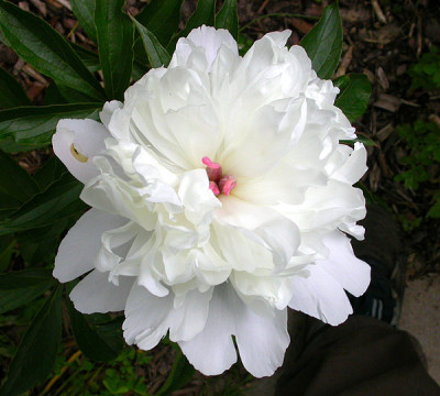 Duchesse_de_Nemours_26.5.09.jpg