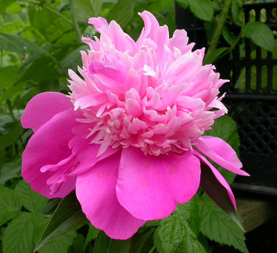 Vielleicht_Pink_Cameo_26.5.09.jpg