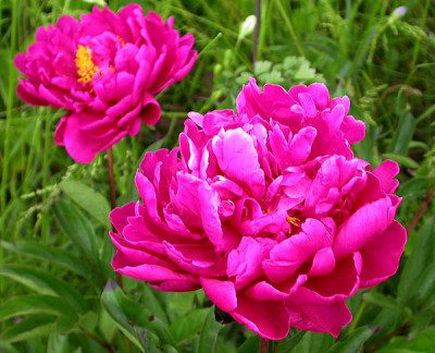 Unbekannte_Pfingstrose_3_26.5.09.jpg