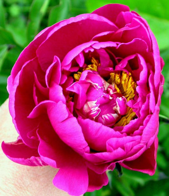 Unbekannte_Pfingstrose_4_26.5.09.jpg