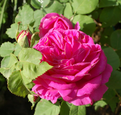 Amedee_Langlois_0010__48053.jpg